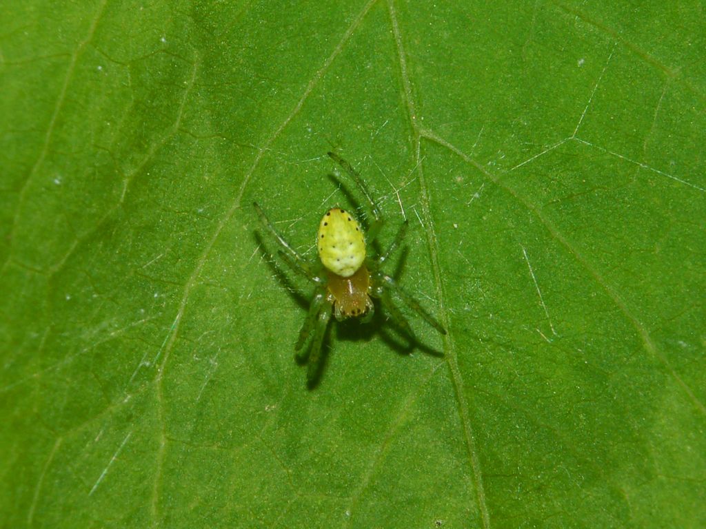 Araniella cucurbitina